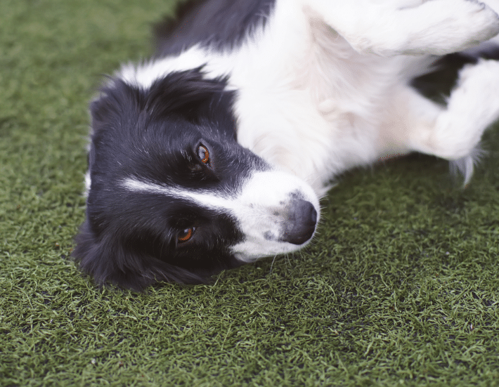 Black and white dog laying down on grass