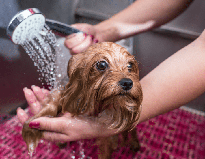 Small brown dog getting bathed with a shower head.
